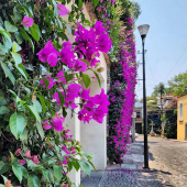 Cuando San Ángel se llena de color y alegría; el sol va iluminando los callejones empedrados y la vista se torna idílica.

#cdmx #sanangel #mexico #callesdemexico #bazaarsabado #places #flowers #view #streetview #sabado #weekend